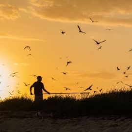 The Science of Sooty Tern Migrations